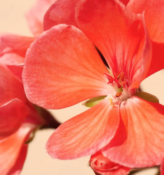 Flor rosa pelargonio . —  Fotos de Stock