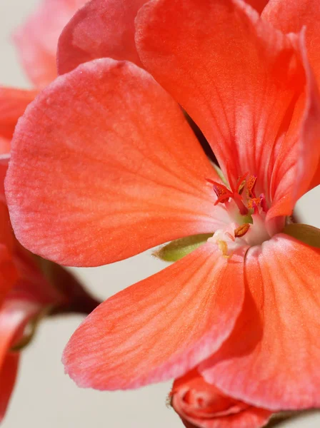 Růžový květ pelargonium. — Stock fotografie