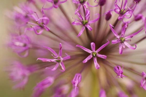 Flor violeta primer plano . — Foto de Stock