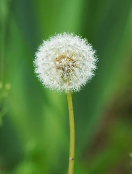 White dandelion in the garden. — Stock Photo, Image