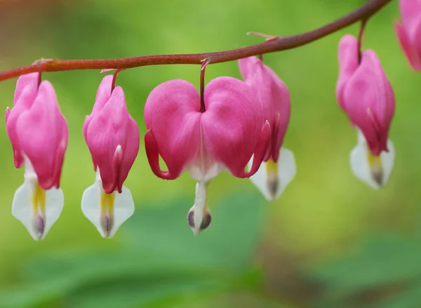 庭のピンクの花. — ストック写真
