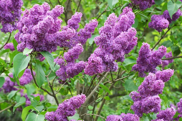 Lilac bush in the garden. — Stock Photo, Image