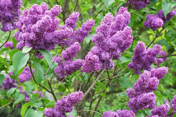 Lilas dans le jardin . — Photo