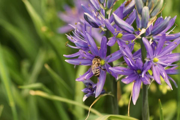 A bee sits on a blue flower in the garden in the garden. — Stock Photo, Image