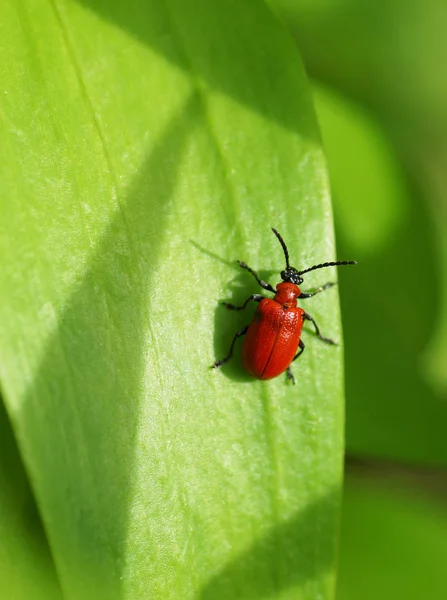 Röd skalbagge på en grön planta. — Stockfoto