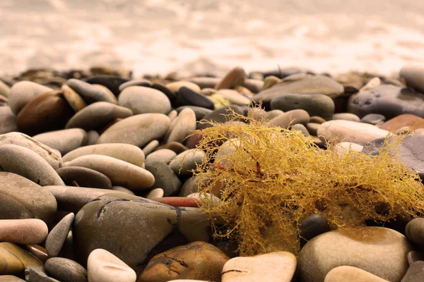 海边的海卵石和藻类. 图库照片