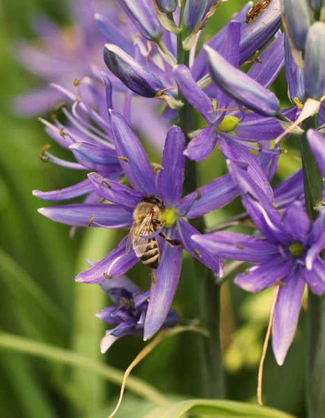 A bee sits on a blue flower in the garden in the garden. — Stock Photo, Image