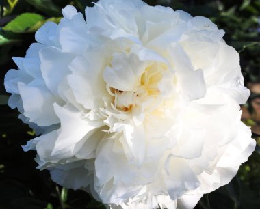 Beyaz şakayık tomurcuk. Kapat..