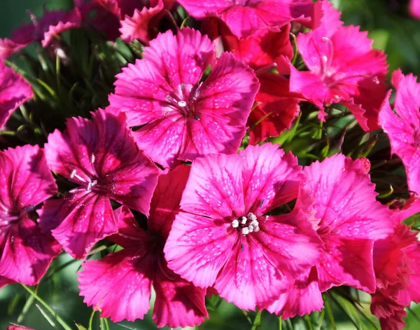 Pink Flower Garden Close — Stock Photo, Image