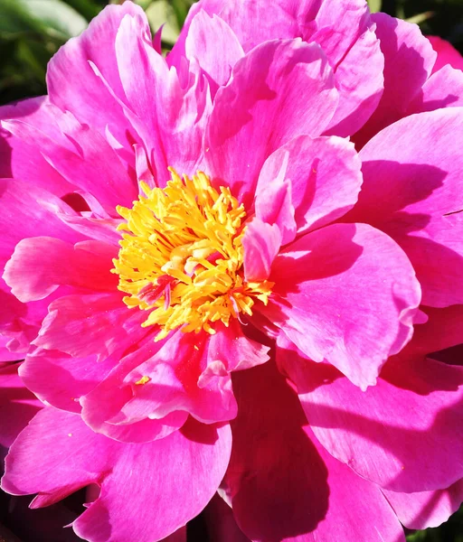 Pink peony in the garden. Macro.