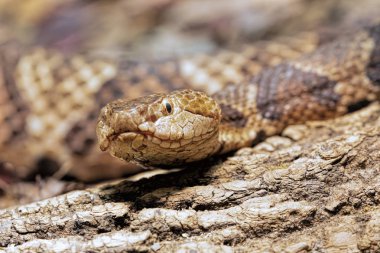 Northern Copperhead, Agkistrodon contortrix  is a venomous pit viper found in Eastern North America clipart