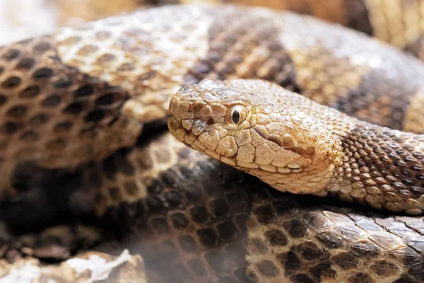 Βόρεια Copperhead Agkistrodon Contortrix Είναι Ένα Δηλητηριώδες Viper Λάκκο Που — Φωτογραφία Αρχείου