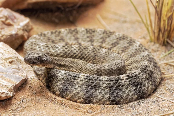 호랑이 방울뱀 Crotalus 티그리스는 멕시코로 애리조나에서 소노란 기슭에서 — 스톡 사진