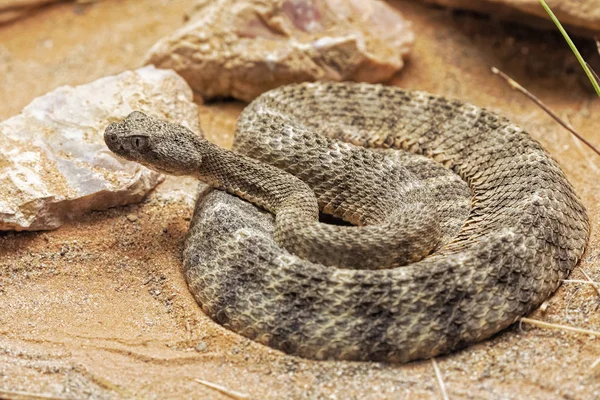 タイガー ガラガラヘビ Crotalus チグリスはメキシコに南中央アリゾナからソノラ砂漠の岩の麓からマムシです — ストック写真