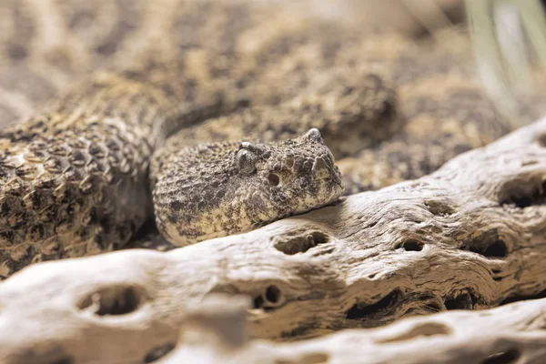 Sydvästra Spräckliga Skallerorm Crotalus Mitchelli Pyrrhus Giftig Pit Viper Sydvästra — Stockfoto