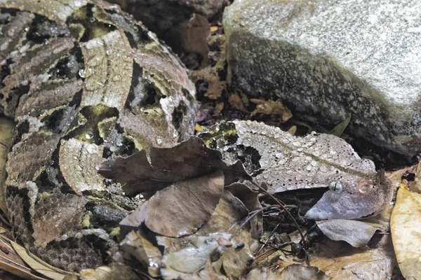 Gaboon Viper Bitiş Gobonica Yağmur Ormanları Sahra Afrika Batı Orta — Stok fotoğraf