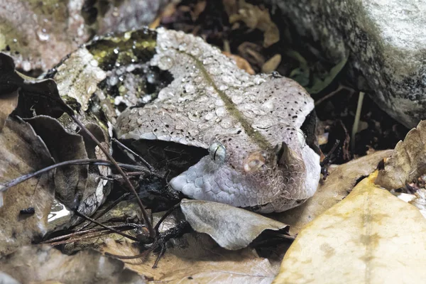 Gaboon Viper Bitiş Gobonica Yağmur Ormanları Sahra Afrika Batı Orta — Stok fotoğraf