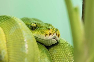 Yeşil ağaç Python, Yeni Gine, Endonezya ve Avustralya Cape York Yarımadası Adaları'e Chondropython viridis