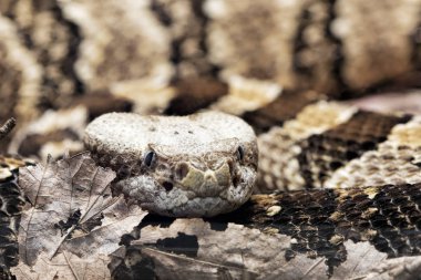 Ahşap çıngıraklı yılan. Crotalus horridus zehirli bir çukur engerek Doğu Amerika Birleşik Devletleri'nin yerli olduğunu