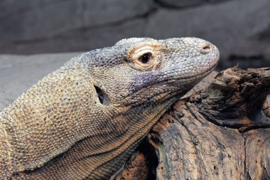 Komodo ejderi, olarak da bilinen Komodo monitör kertenkele Komodo, Rinca, Flores, Gili Motang ve Padar Endonezya Adaları yerli familyasından bir Varanus komodoensis