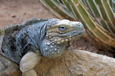 Grand Cayman Iguana mavi. Cyclura lewisi bir tehlike altındaki türler ve Cayman Adaları için yerel