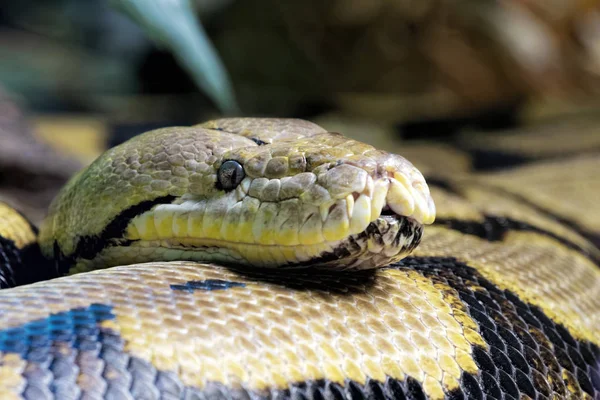 Netzpython Python Reticutatus Ist Eine Pythonart Die Südasien Und Südostasien — Stockfoto