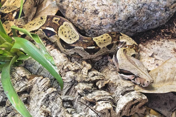 Boa Constrictor Boa Constrictor Nem Mérges Kígyó Őshonos Esőerdők Közép — Stock Fotó