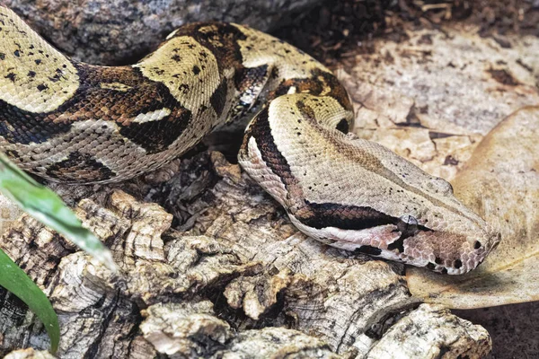 Boa Constrictor Boa Constrictor Nem Mérges Kígyó Őshonos Esőerdők Közép — Stock Fotó