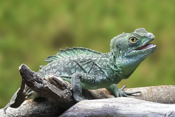 Zöld Baziliszkusz Basiliscus Bizánci Császár Plumifrons Őshonos Esőerdők Amerikai Crenral — Stock Fotó