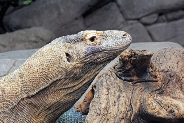 Komodo Dragon Varanus Komodoensis Uma Espécie Lagarto Nativo Das Ilhas — Fotografia de Stock