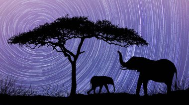 Acacia Tree standing silhouetted against the Milky Way Star Trai clipart