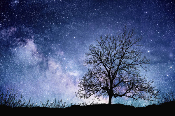 Bare Tree standing silhouetted against the Milky Way