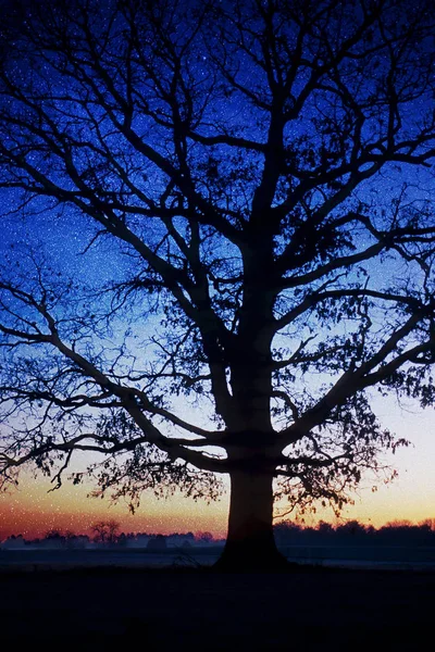 Tree standing silhouetted against the Milky Way — Stock Photo, Image