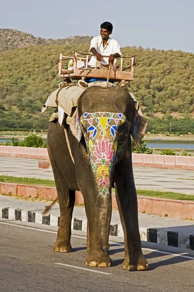 Elephants just walk down the street Rajasthan Jaipur India — Stock Photo, Image