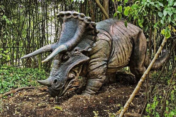A Triceratops a késő kréta korban élt dinoszaurusz, — Stock Fotó