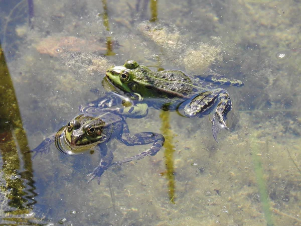 Kurbağalar Suda — Stok fotoğraf