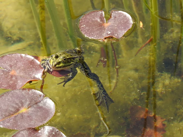 Žáby Vodě — Stock fotografie