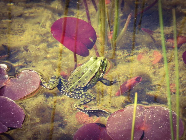 Žáby Vodě — Stock fotografie