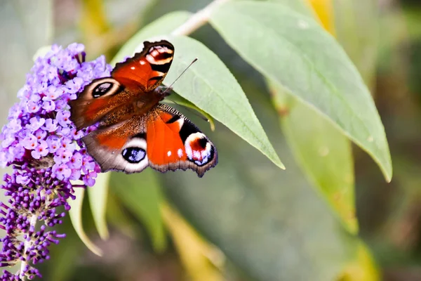 Метелик Квітці — стокове фото