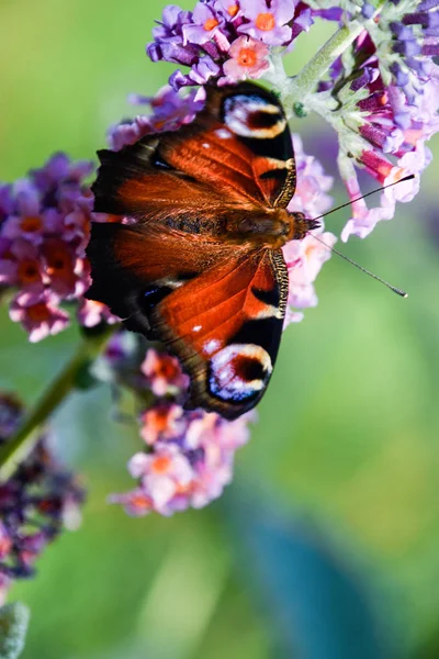 Mariposa Una Flor —  Fotos de Stock