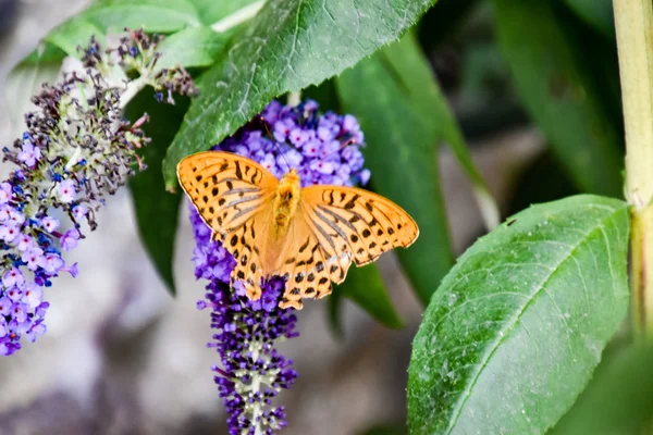 Farfalla Fiore — Foto Stock