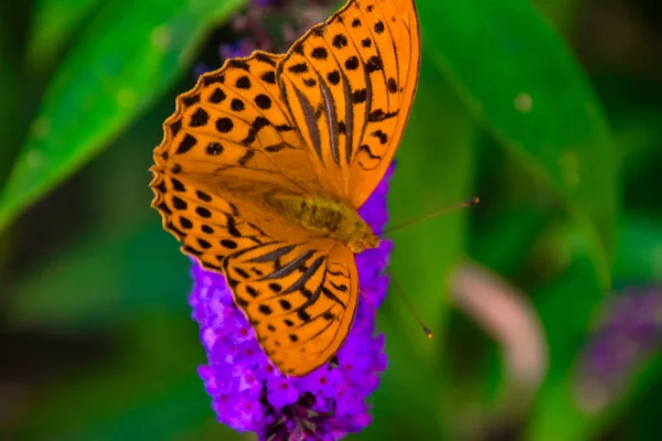 Farfalla Fiore — Foto Stock