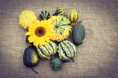 Farklı türleri kabak