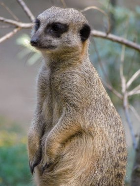 Hayvanat bahçesinde mirket