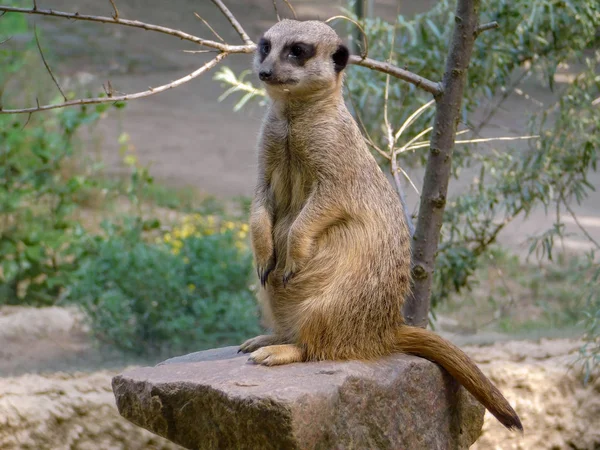 Meerkat Zoológico — Fotografia de Stock