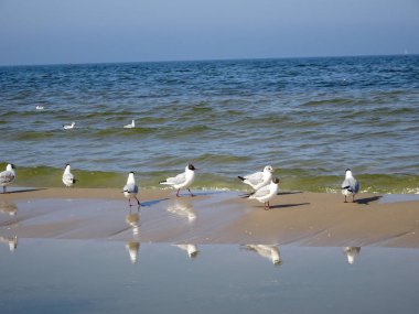 Seagulls on the Baltic Sea island of Rgen clipart