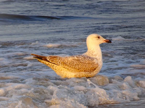 Gaviotas Isla Rgen Mar Báltico — Foto de Stock