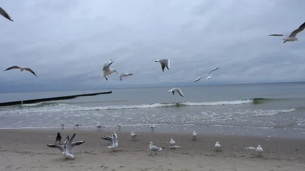 Seagulls on the Baltic Sea island of Rgen