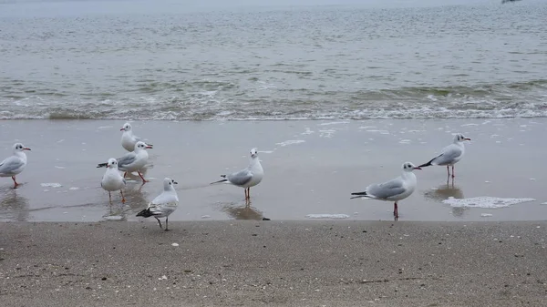 Seagulls on the Baltic Sea island of Rgen