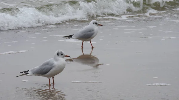 Mouettes Dans Mer Baltique Île Rgen — Photo